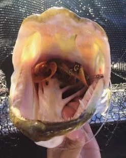 Headbanger Tail 10 Headbanger Tail -Spinnerbaits Salg 2023 Headbangertailr 3