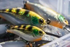 Shimano Yasei Cover Crank F -Spinnerbaits Salg 2023 LUYASCCFSR07RBTr 4